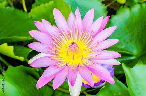 A beautiful pink waterlily or lotus flower in pond