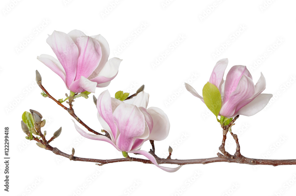 Naklejka premium pink magnolia flowers