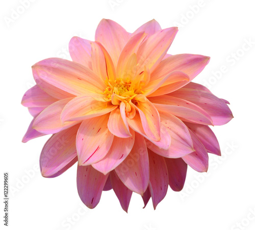 Fotografia, Obraz chrysanthemum dahlia