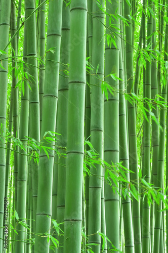 Cichy bambusowy las