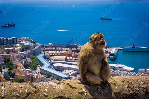 Monkey in Gibraltar