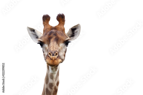I see you - Giraffe - Giraffa Camelopardalis