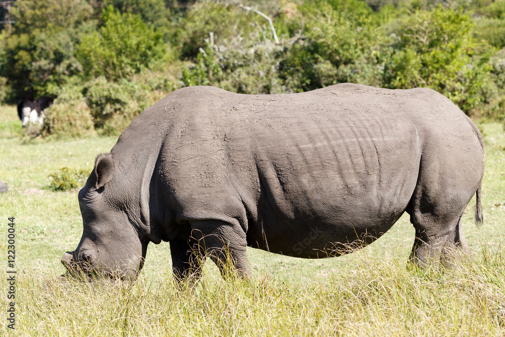 Obraz premium The Rhinoceros - Rhinocerotidae