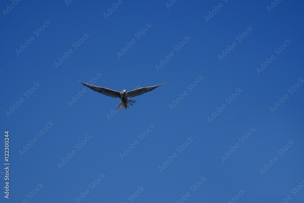 Seagull fly in the blue sky Seagull fly in the blue sky