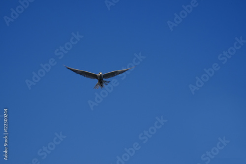 Seagull fly in the blue sky