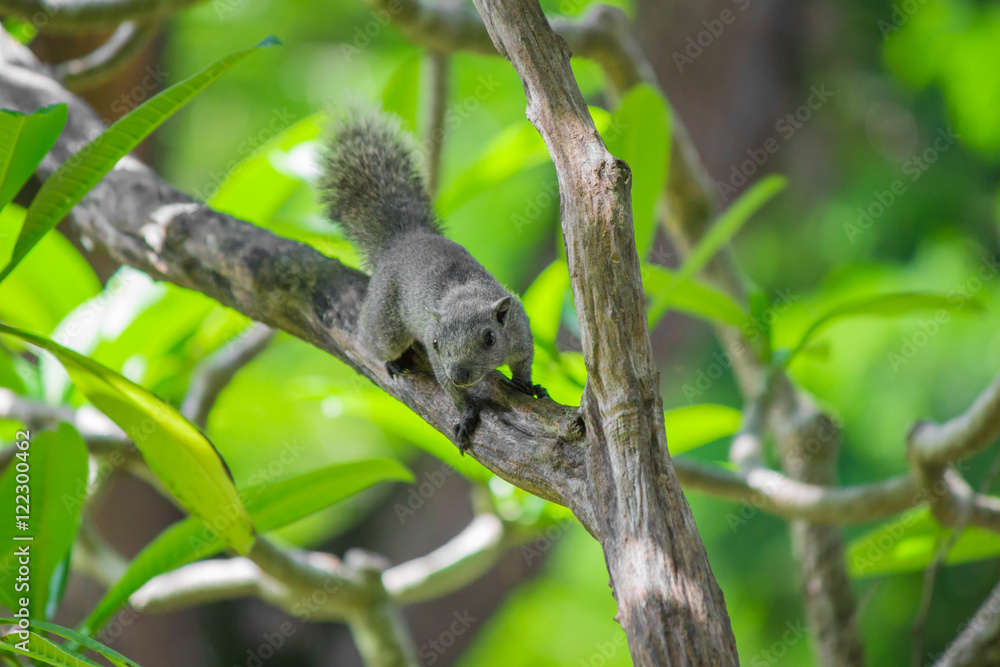 Squirrel on a tree.