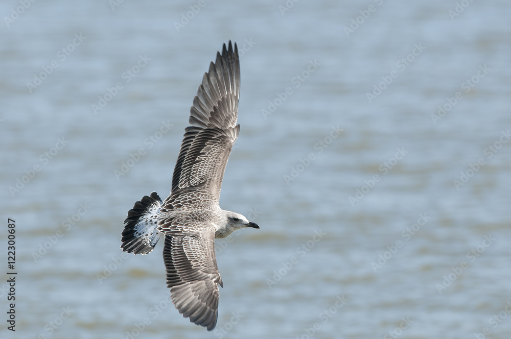 Big bird, Heuglin's Gull (Larus heuglini), juvenile bird Big bird, Heuglin's Gull (Larus heuglini), juvenile bird
