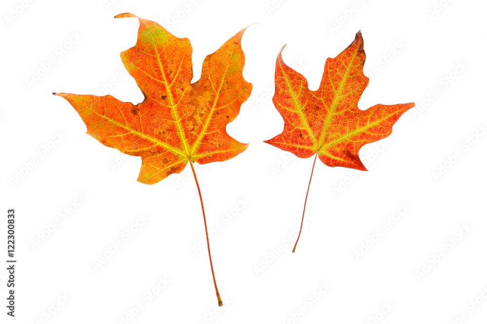 colorful autumn maple leaves isolated on white background colorful autumn maple leaves isolated on white background