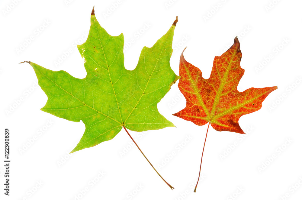 colorful autumn maple leaves isolated on white background colorful autumn maple leaves isolated on white background