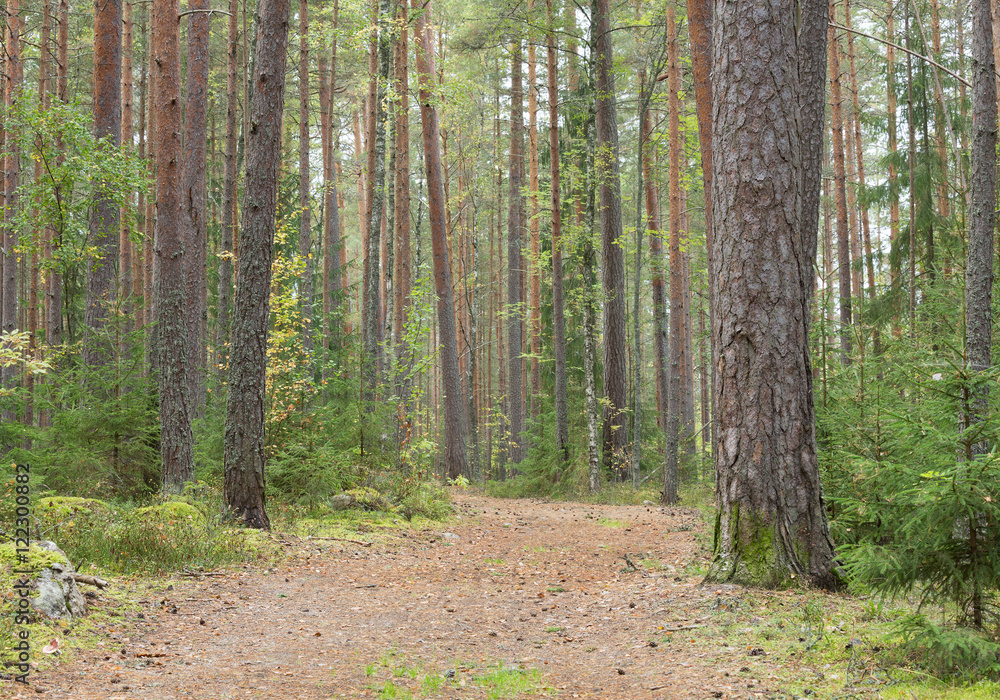 Obraz premium Path leading through a pine forest in sweden