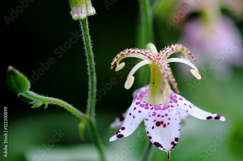 Wallpaper Mural 山杜鵑 Torontodigital.ca