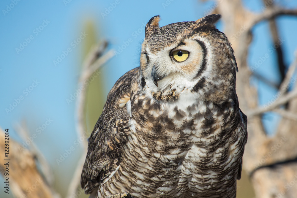 Great Horned Owl Great Horned Owl