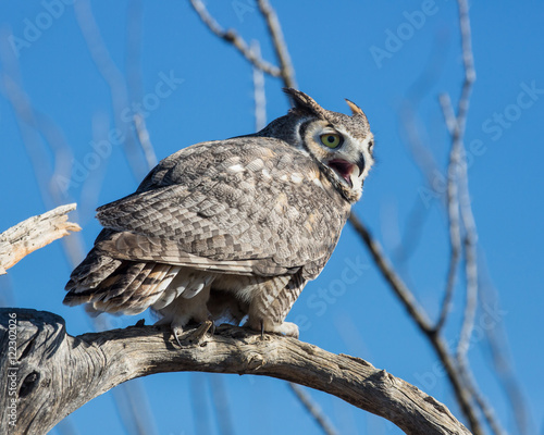 Great Horned Owl photo