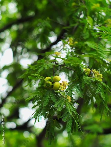 Bild auf Leinwand divi-divi or Caesalpinia coriaria