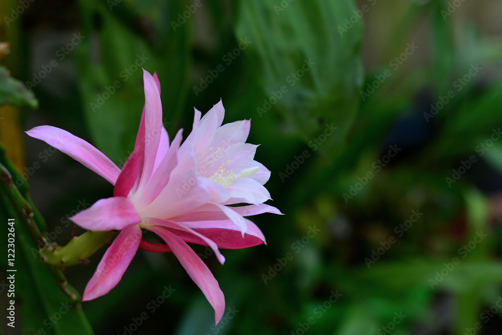 Flor de cacto de Natal Stock Photo | Adobe Stock