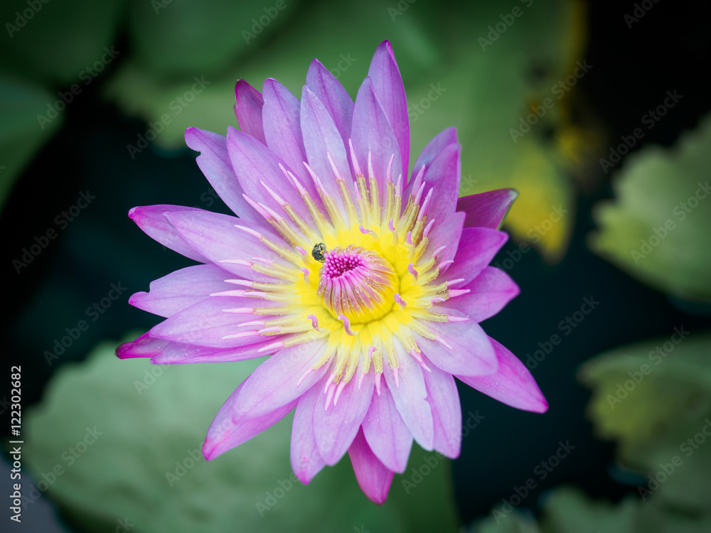 Lotus flower and Lotus flower plants Lotus flower and Lotus flower plants