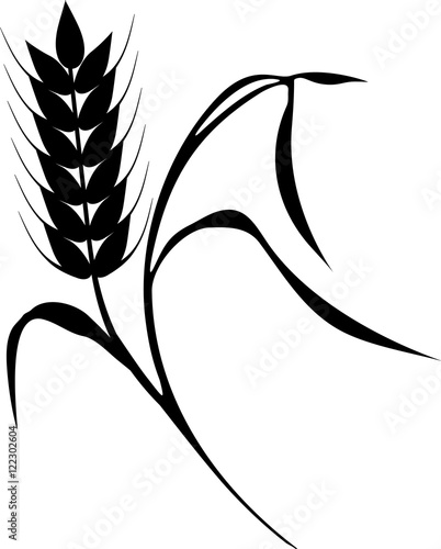 Ear of corn