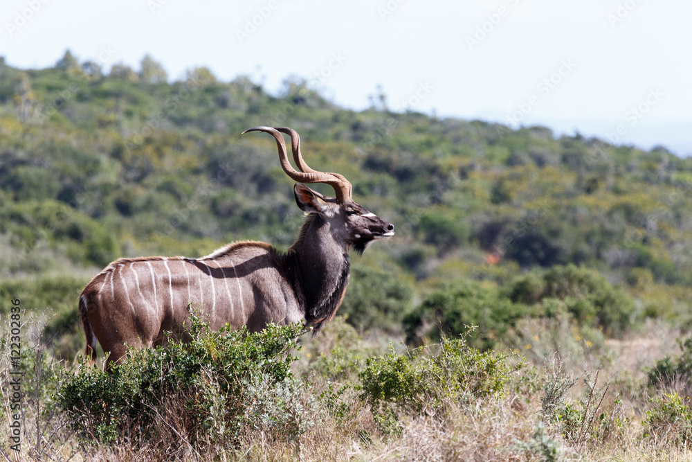 The Side Look - Greater Kudu - Tragelaphus strepsiceros The Side Look - Greater Kudu - Tragelaphus strepsiceros