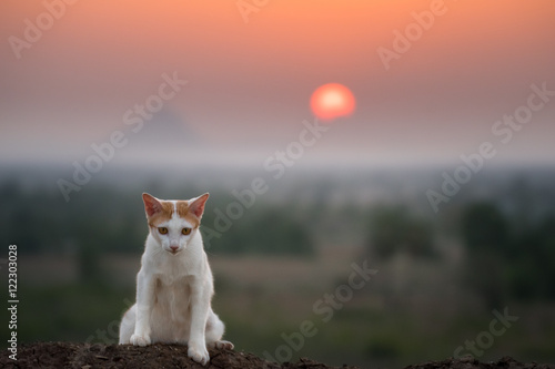 Cat sitting on top of the mounthain and sunset backgroud,looking  © max_play