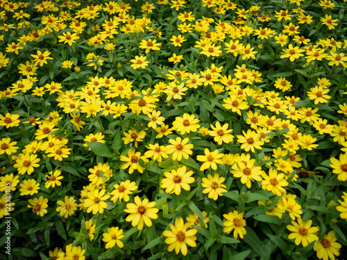 Yellow beautiful flowers in garden