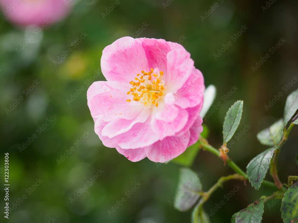 Summer pink flower in garden Summer pink flower in garden