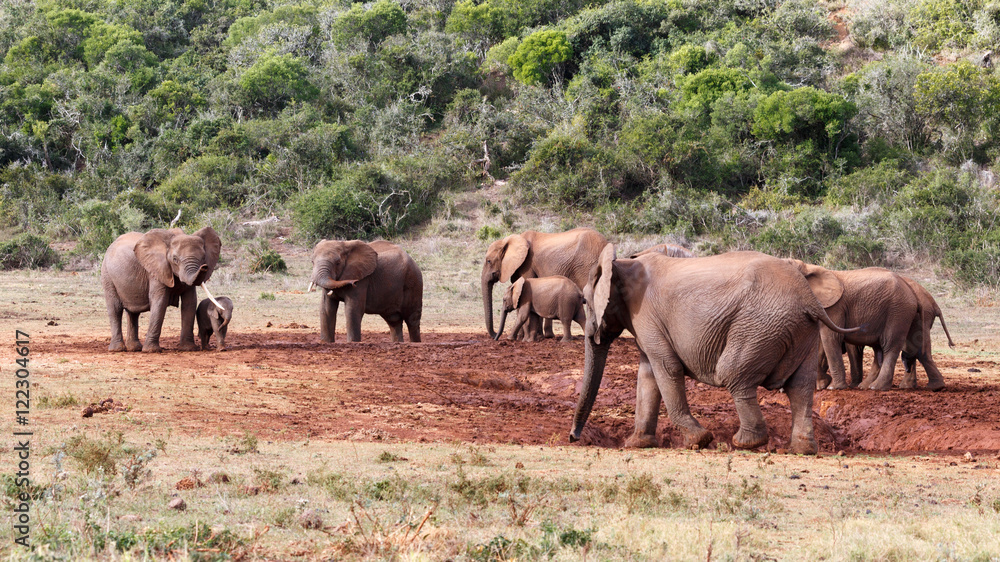 The Tribe - African Bush Elephant The Tribe - African Bush Elephant