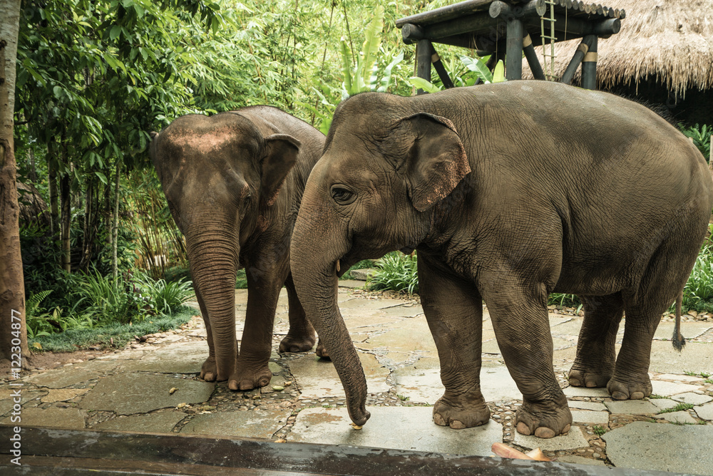 Two Asian Elephants in Chiang Rai, Thailand