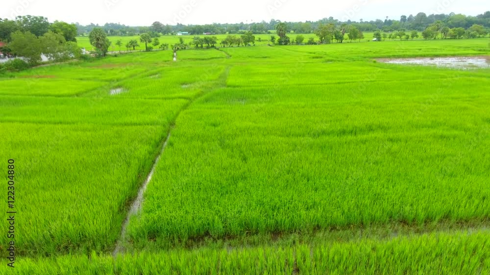 Aerial fly over of rice fields in Thailand Aerial fly over of rice fields in Thailand