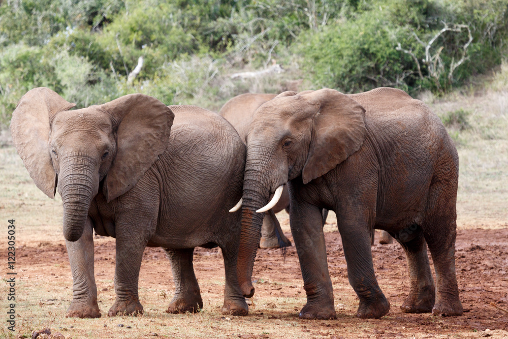 buddies for life - African Bush Elephant buddies for life - African Bush Elephant