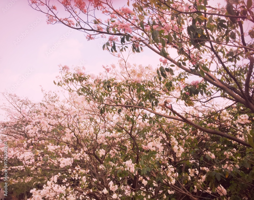 Pink Prunus cerasoides pastel tone (Sakura Thailand)