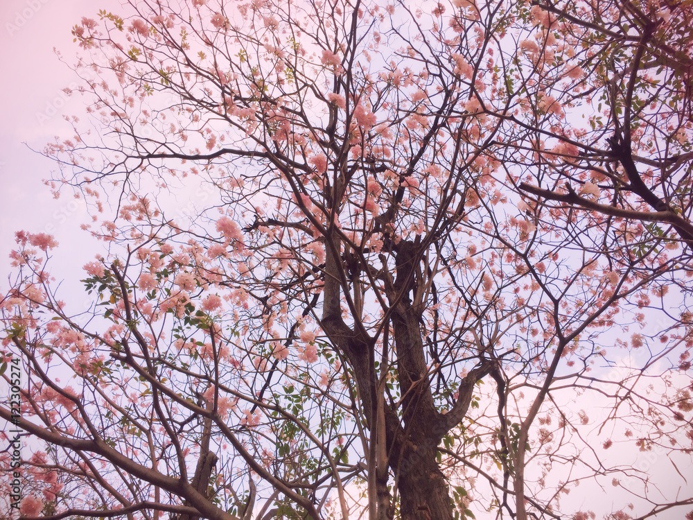 Prunus cerasoides pastel tone Prunus cerasoides pastel tone