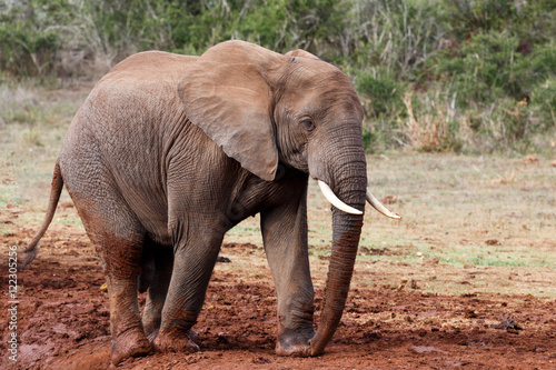 African Bush Elephant