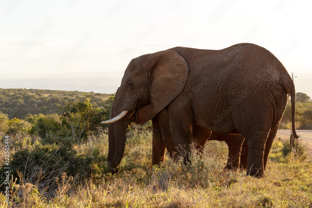Fototapeta premium Scale - African Bush Elephant