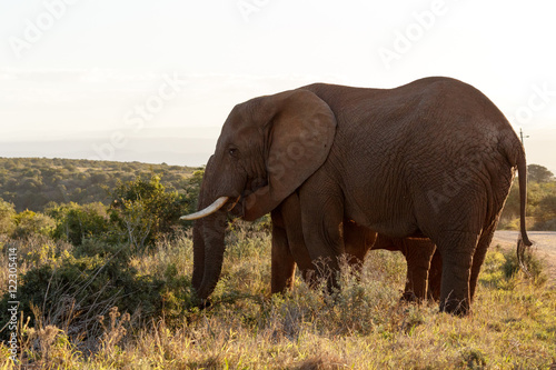 Scale - African Bush Elephant