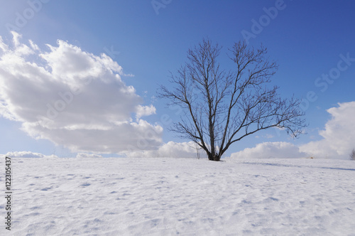 Lonely bare tree on hill