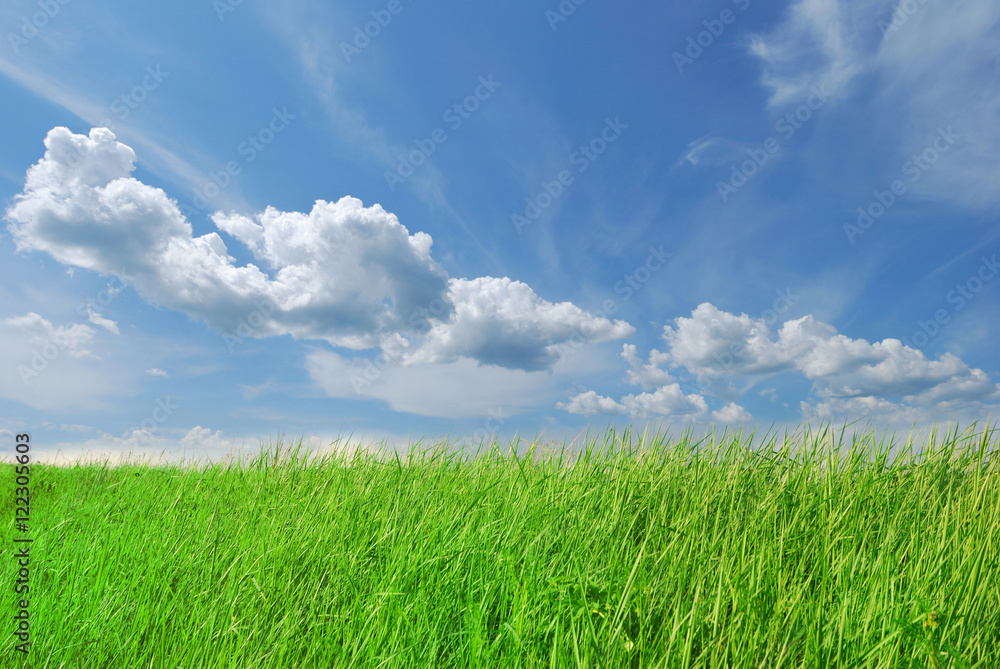 Spring green grass on blue sky