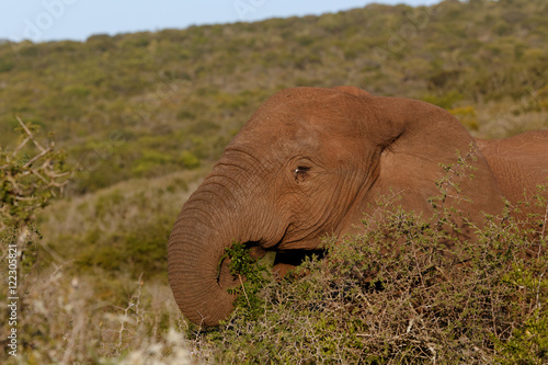 African Bush Elephant Eating