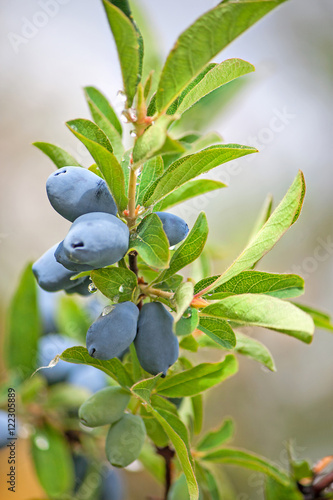 berry honeysuckle