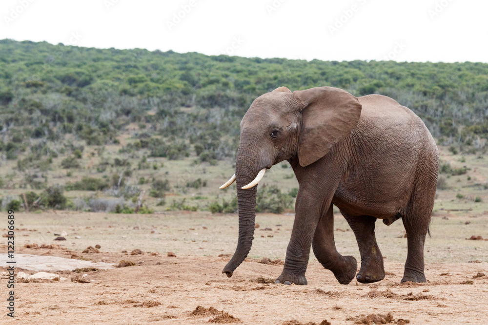 Need Water - African Bush Elephant