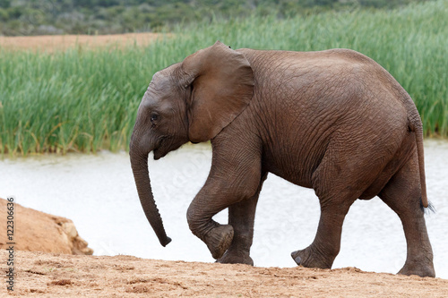 Walking on Sunsine - African Bush Elephant