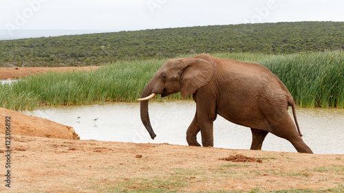 Ready Steady Go  - African Bush Elephant