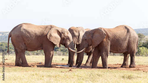 Three Elephants at the Watering Hole - African Bush Elephant