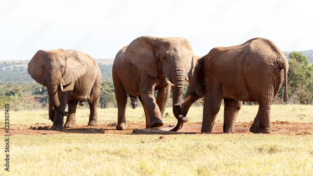 Fototapeta premium This is MINE - African Bush Elephant