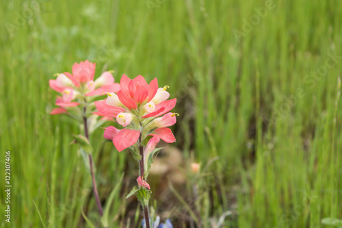 Indian paintbrush in countryside at Spring time