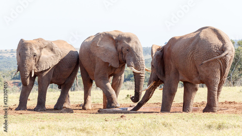 My Foot is Down - African Bush Elephant