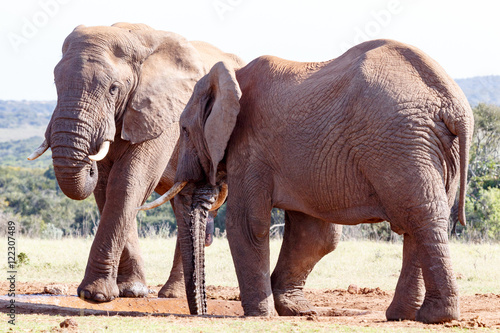 No Water Left - African Bush Elephant