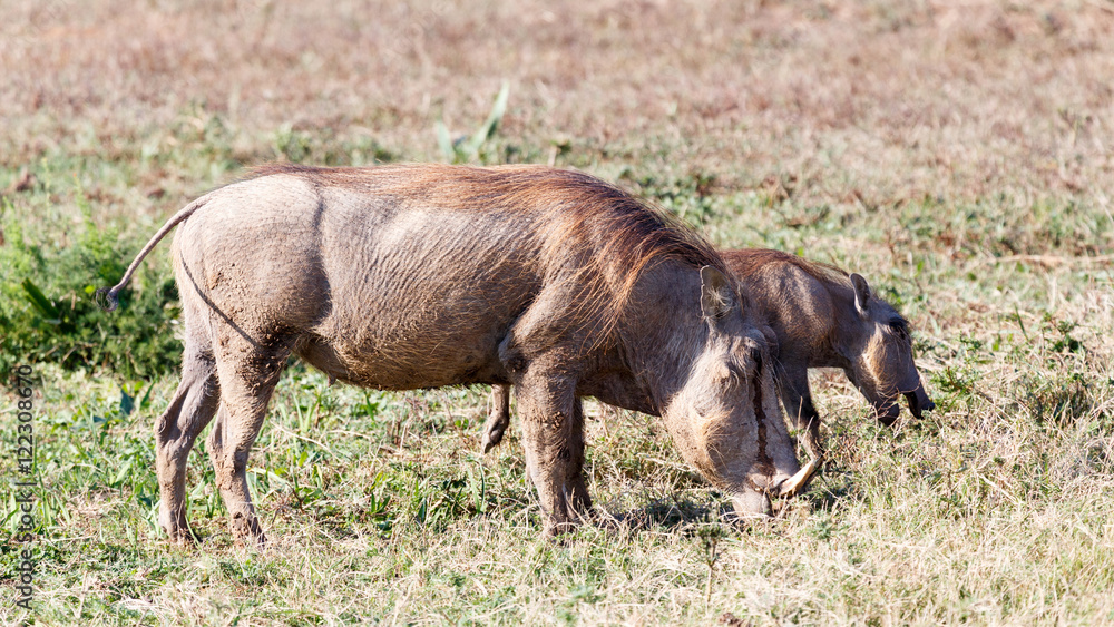 Mom and Me Again - Phacochoerus africanus The common warthog Mom and Me Again - Phacochoerus africanus The common warthog