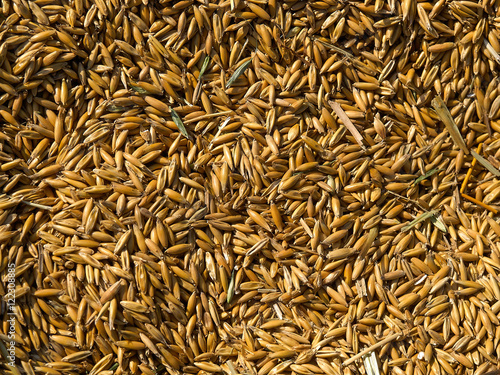 Grains of wheat in closeup