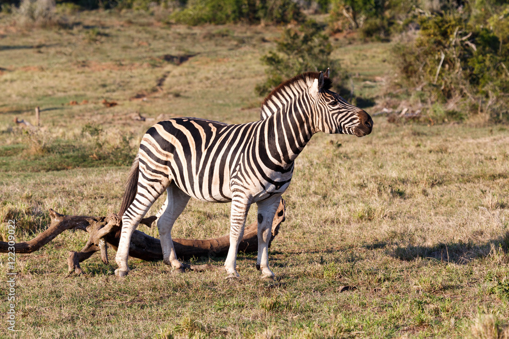 Go - Burchell's Zebra