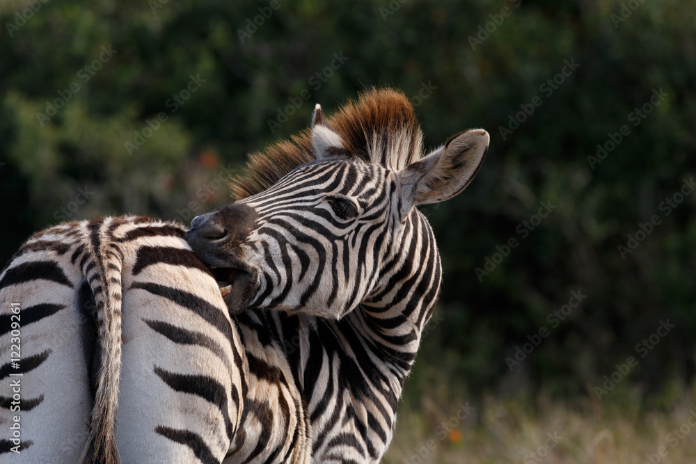 Fototapeta premium Lick my stripes - Burchell's Zebra